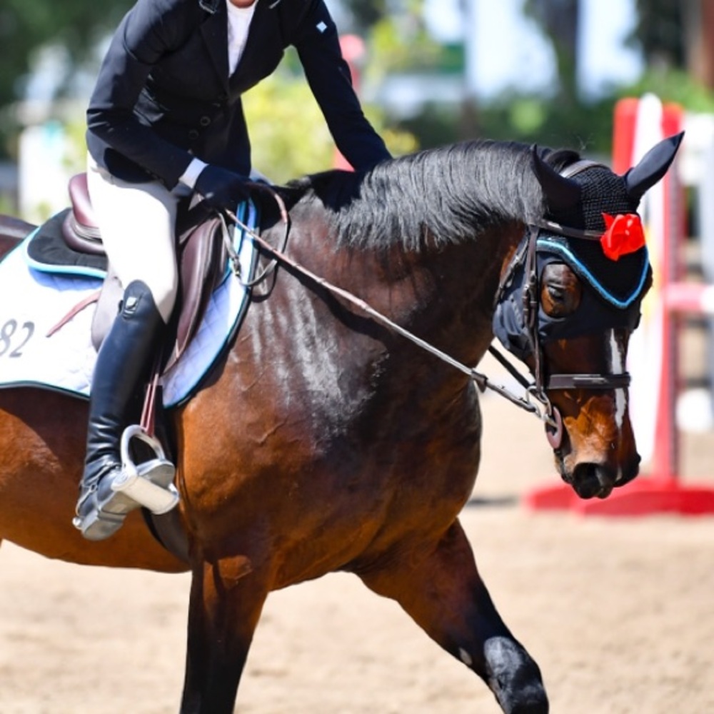 Ogilvy and Equstar matching horse saddle pads and bonnet - Picture 9 of 10
